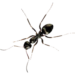pest control essex