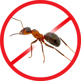 pest control chelmsford